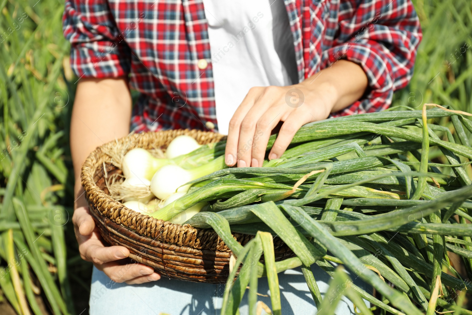 Photo of Woman holding wicker bowl with fresh green onions in field, closeup