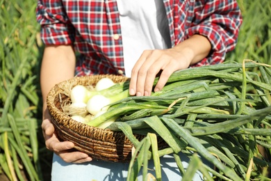 Woman holding wicker bowl with fresh green onions in field, closeup