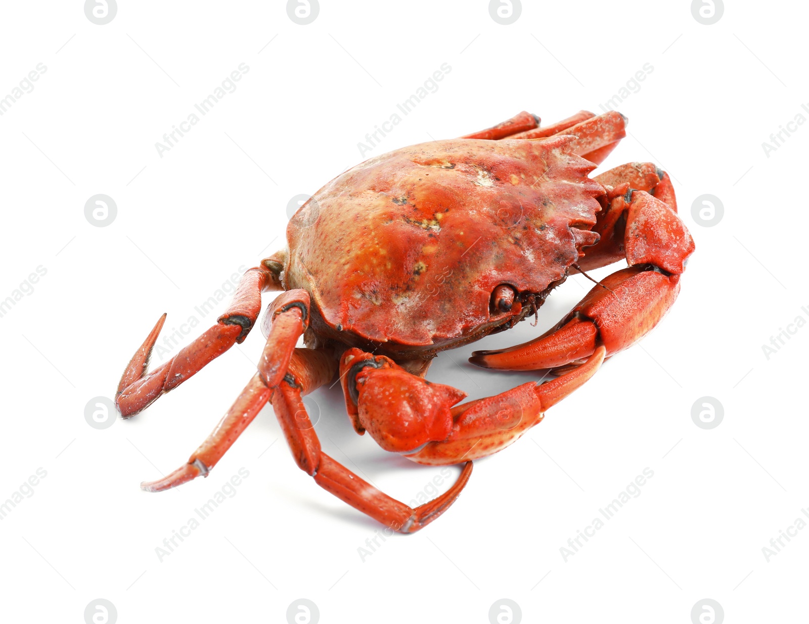 Photo of One delicious boiled crab isolated on white