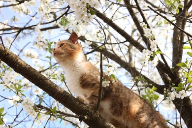 Cute cat on blossoming spring tree outdoors