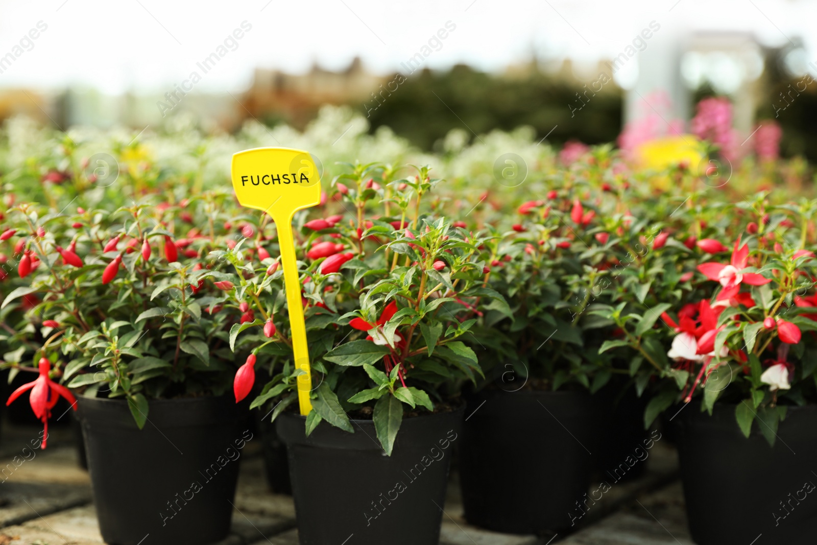 Photo of Beautiful blooming potted fuchsia plants on table in garden center
