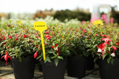 Beautiful blooming potted fuchsia plants on table in garden center