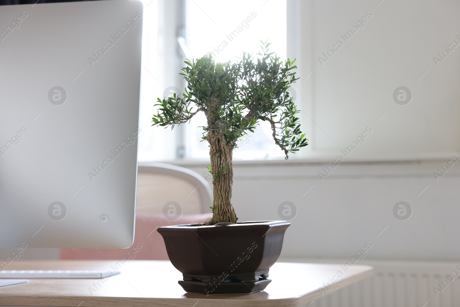 Photo of Beautiful bonsai tree in pot on wooden table indoors