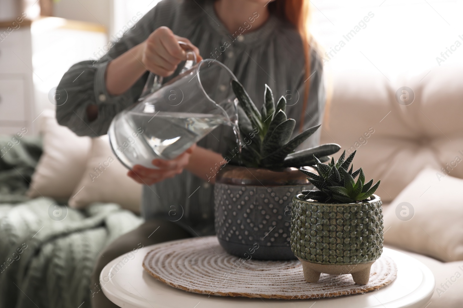 Photo of Woman watering beautiful potted plant indoors, focus on succulent. Floral house decor