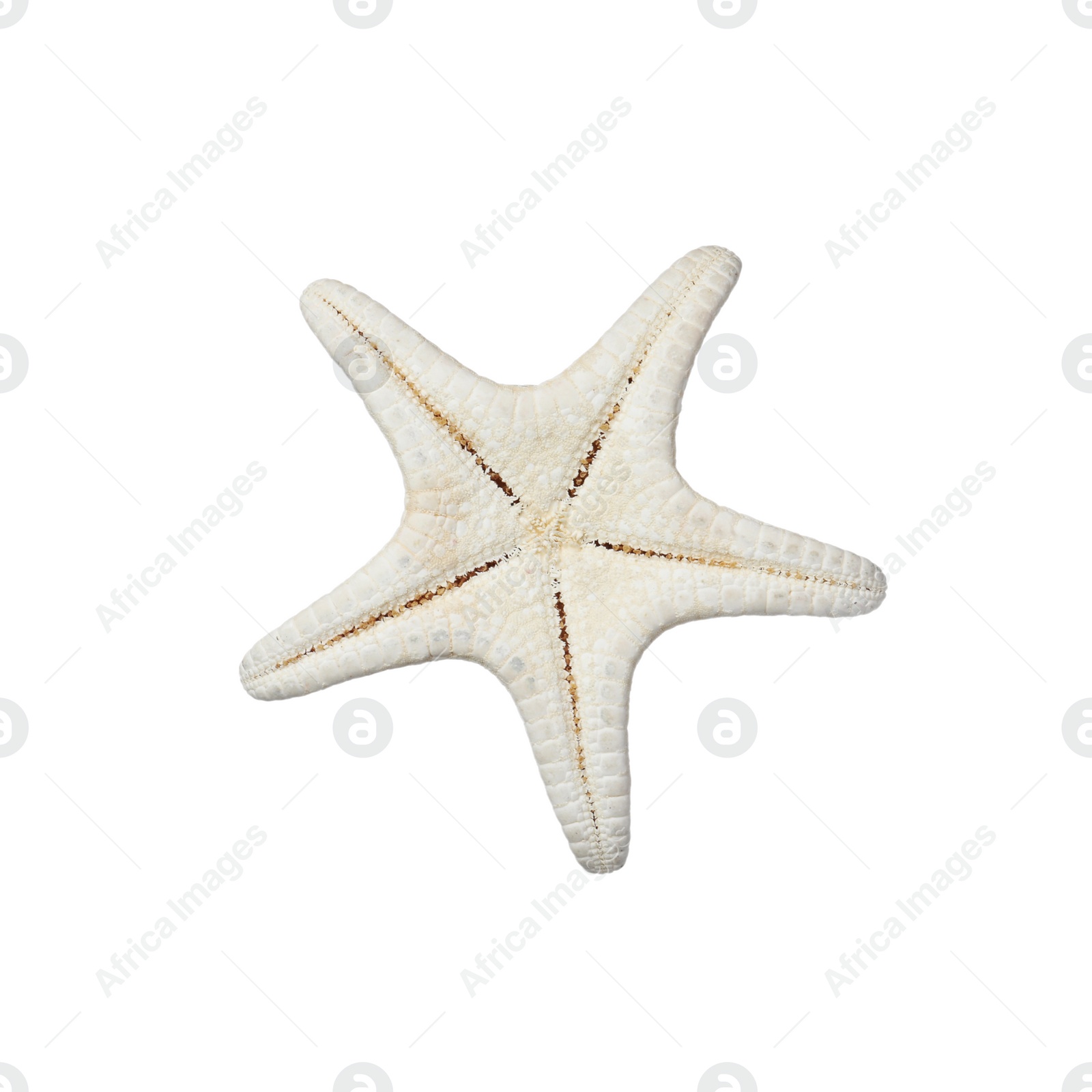 Photo of Beautiful sea star isolated on white. Beach object