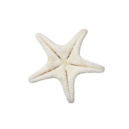 Photo of Beautiful sea star isolated on white. Beach object