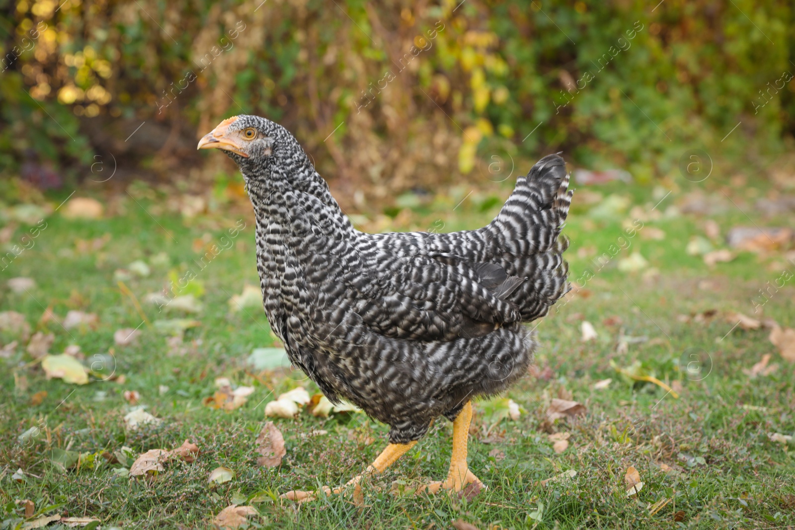 Photo of Beautiful chicken in yard on farm. Domestic animal