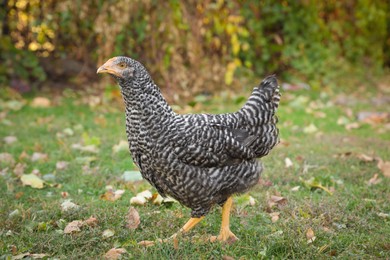 Beautiful chicken in yard on farm. Domestic animal