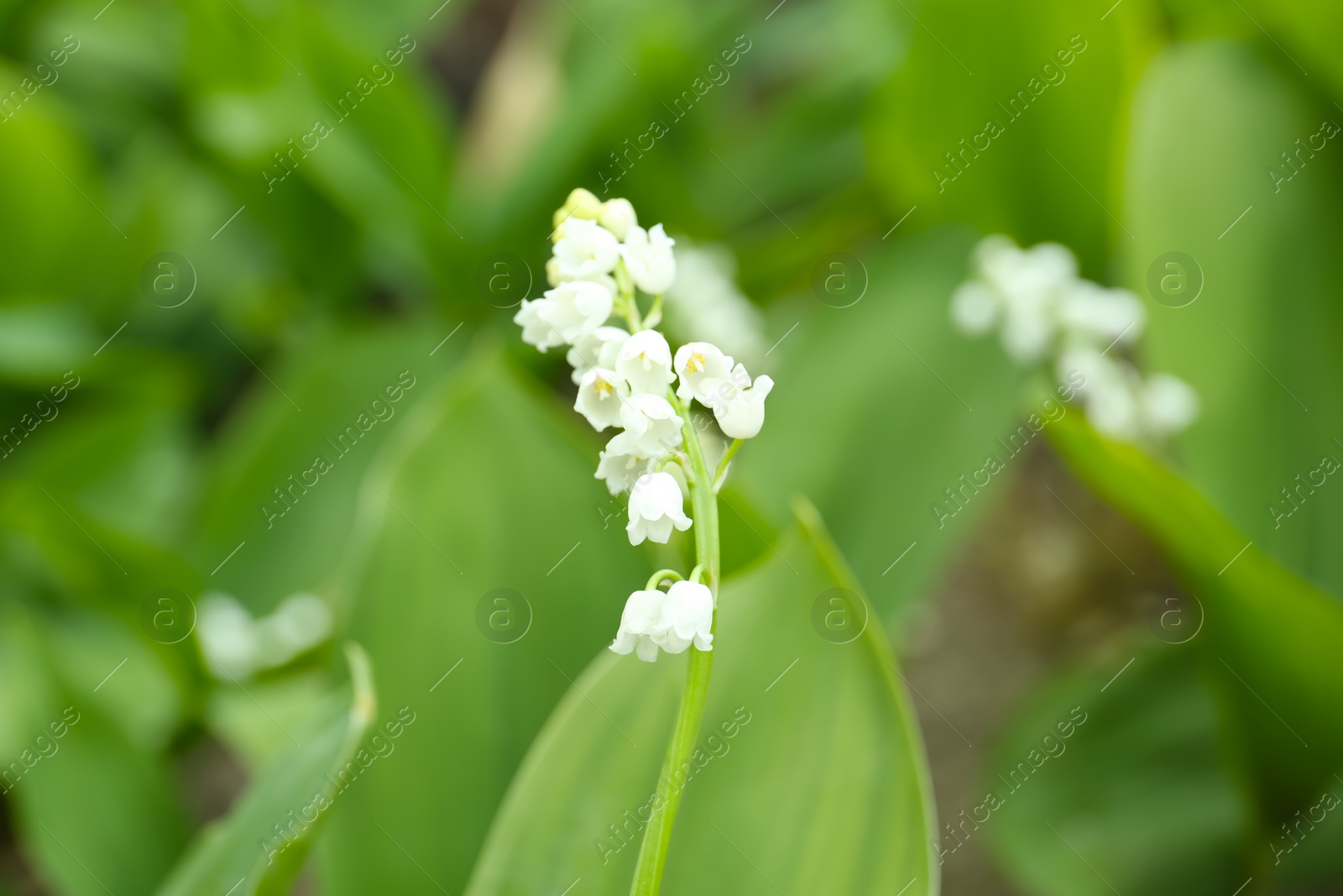 Photo of Beautiful lily of the valley outdoors on spring day, closeup