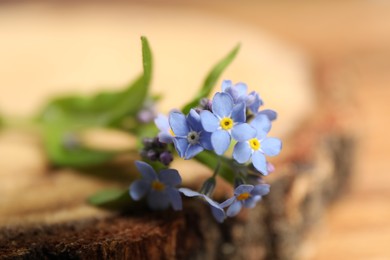Beautiful forget-me-not flowers on wooden stamp, closeup