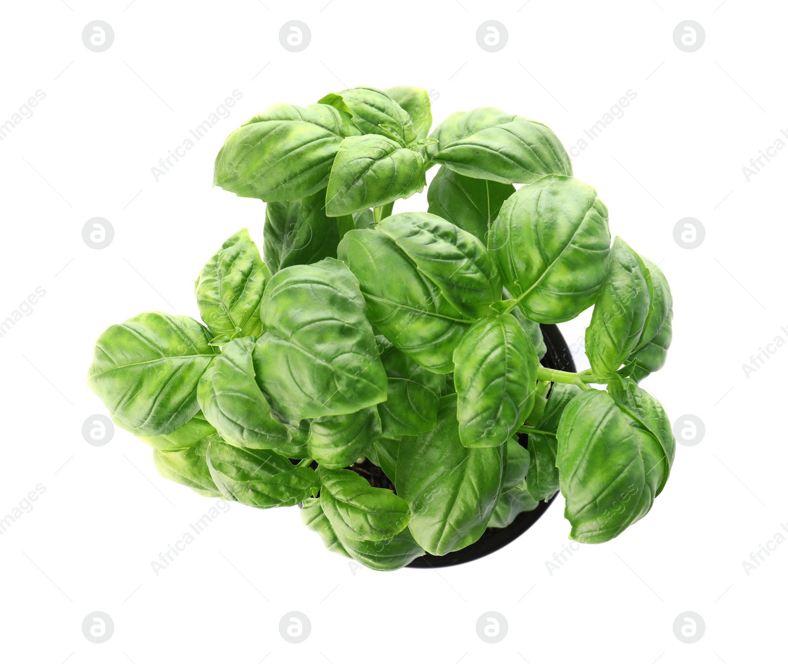 Photo of Fresh basil in pot on white background, top view