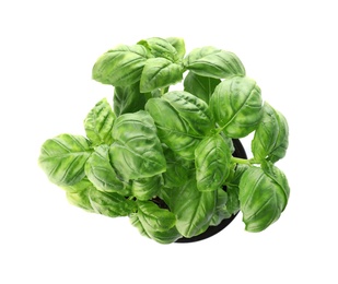 Photo of Fresh basil in pot on white background, top view