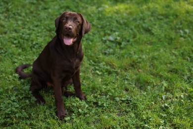 Photo of Adorable Labrador Retriever dog sitting on green grass in park, space for text