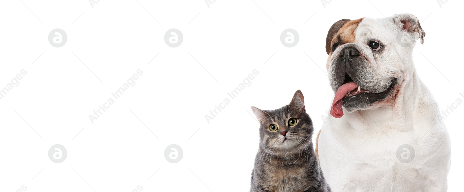 Image of Cute cat and adorable dog on white background. Banner design with space for text