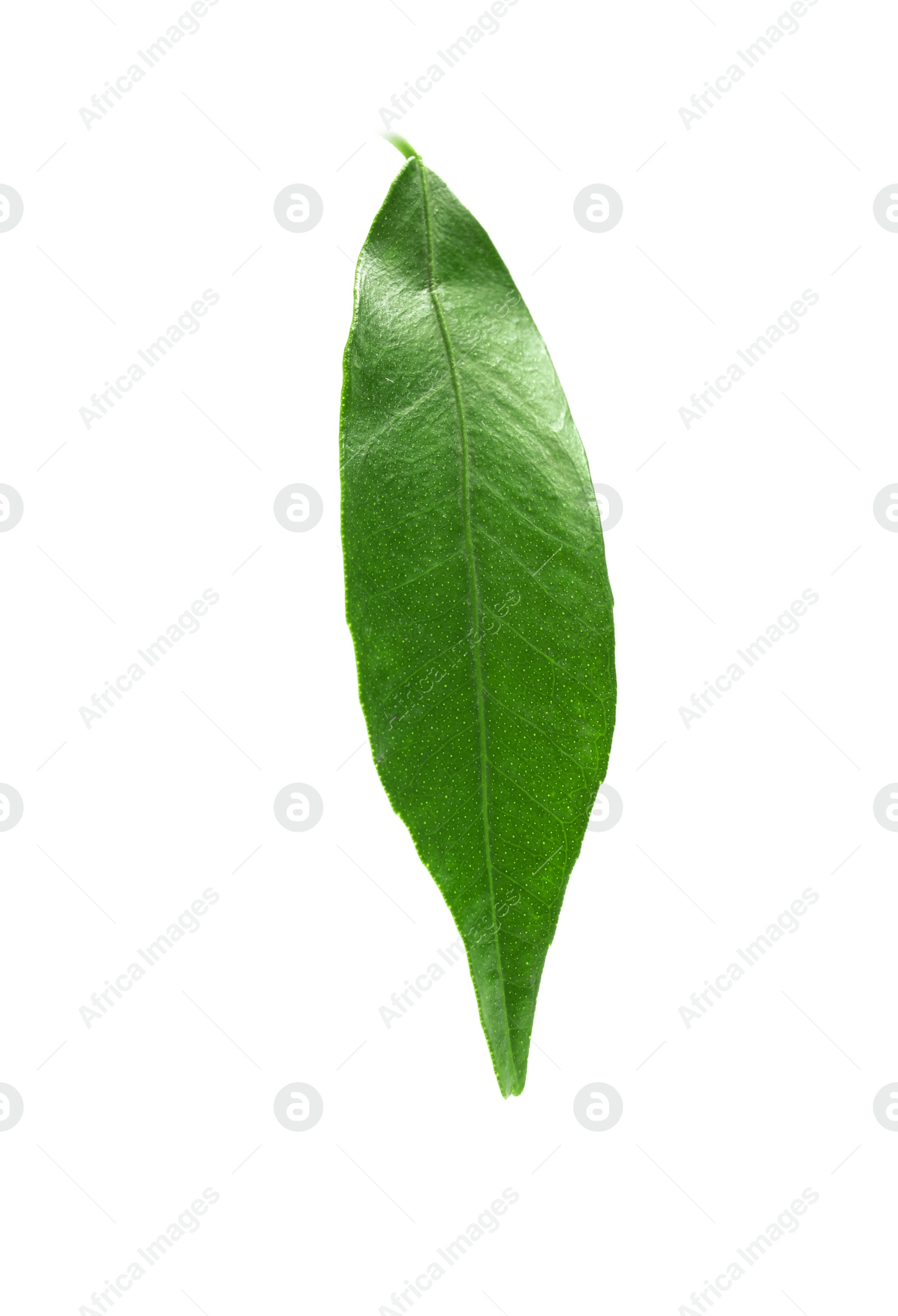 Photo of Fresh green tangerine leaf on white background