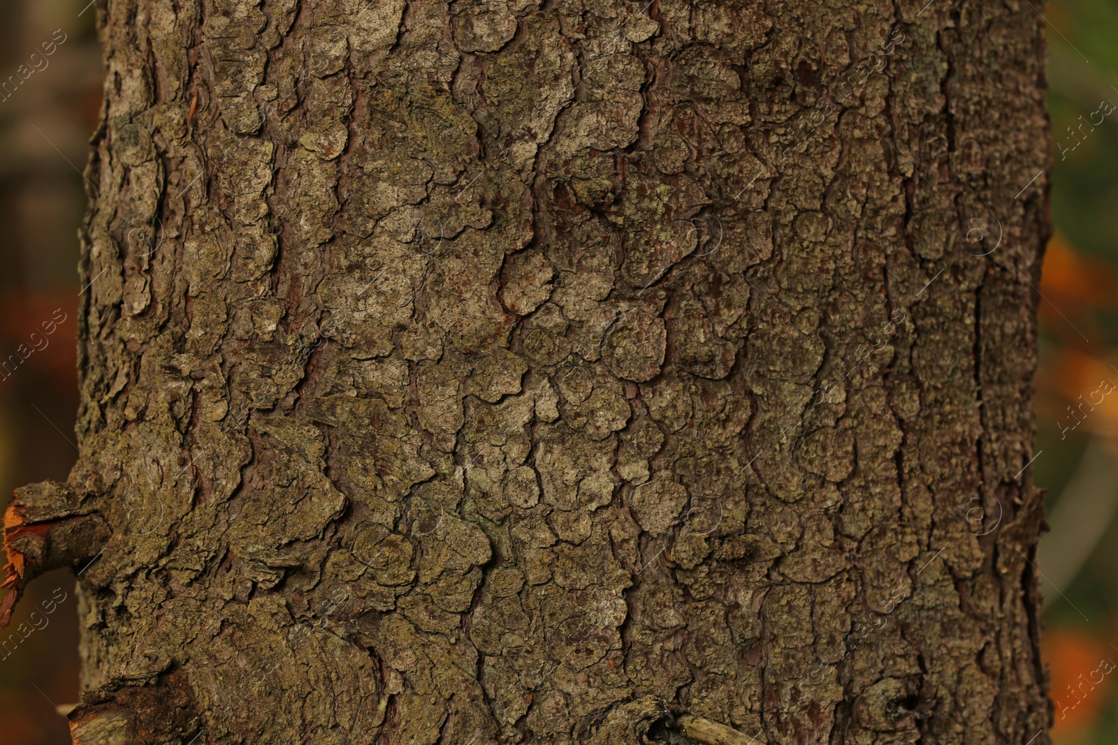 Photo of Texture of bark on tree trunk outdoors, closeup