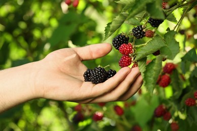 Photo of Woman picking ripe blackberries from bush outdoors, closeup