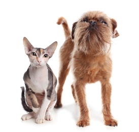 Photo of Adorable cat looking into camera and dog together on white background. Friends forever