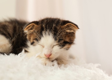 Adorable little kitten sleeping on white pillow indoors