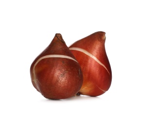 Photo of Tulip bulbs on white background. Gardening season