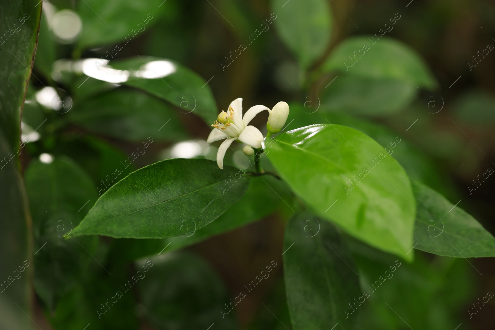 Photo of Blossoming tangerine tree in greenhouse, closeup view