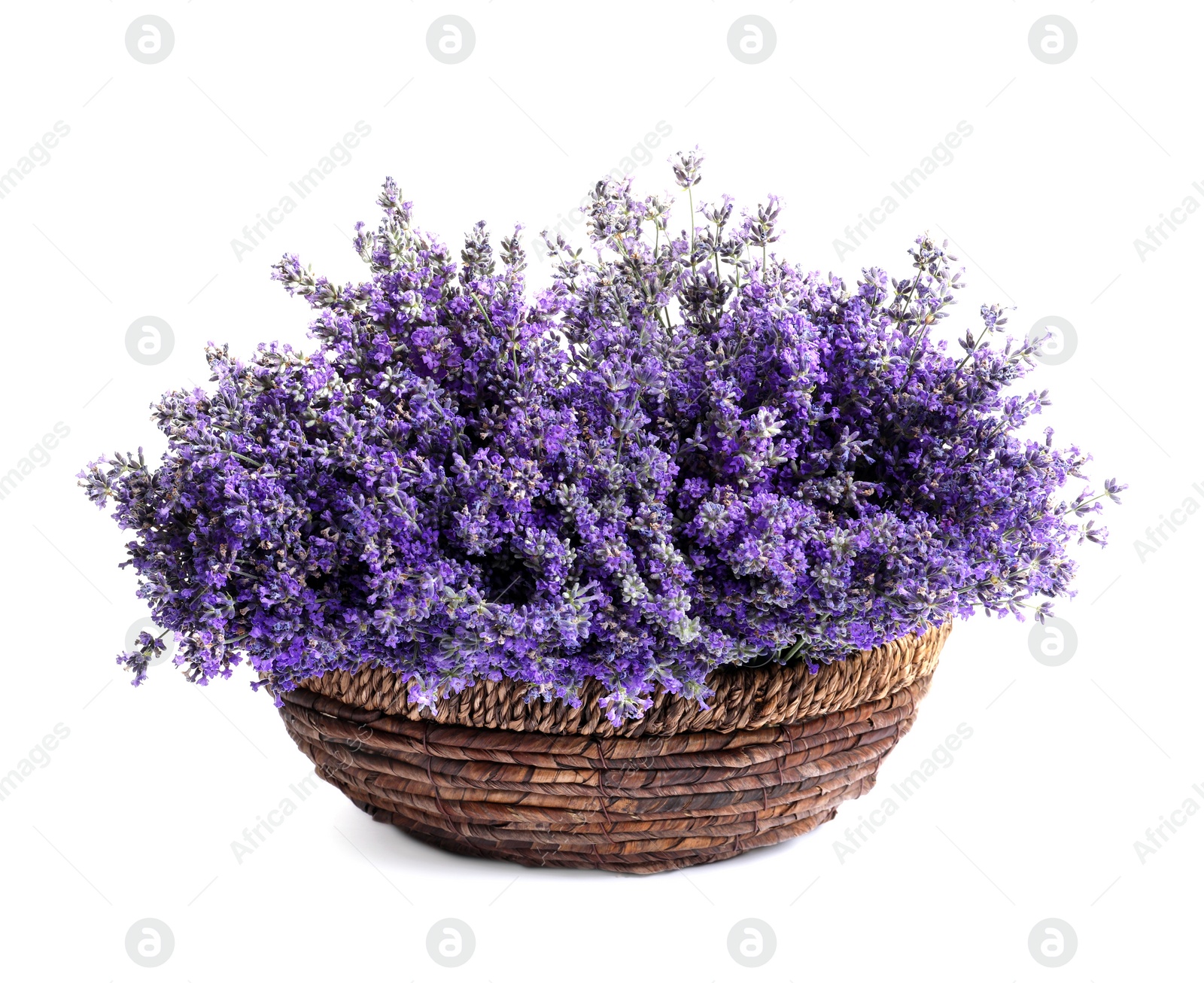 Photo of Fresh lavender flowers in basket on white background