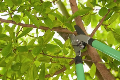 Pruning tree with secateurs outdoors. Gardening tool