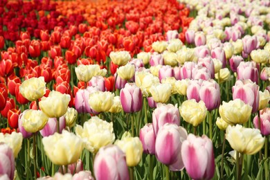 Beautiful colorful tulip flowers growing in field