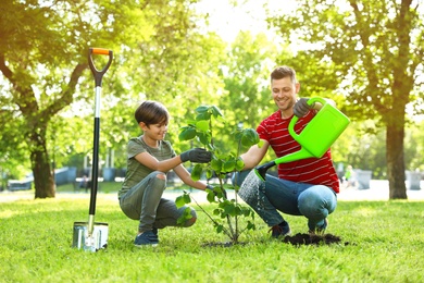 Photo of Dad and son planting tree together in park on sunny day