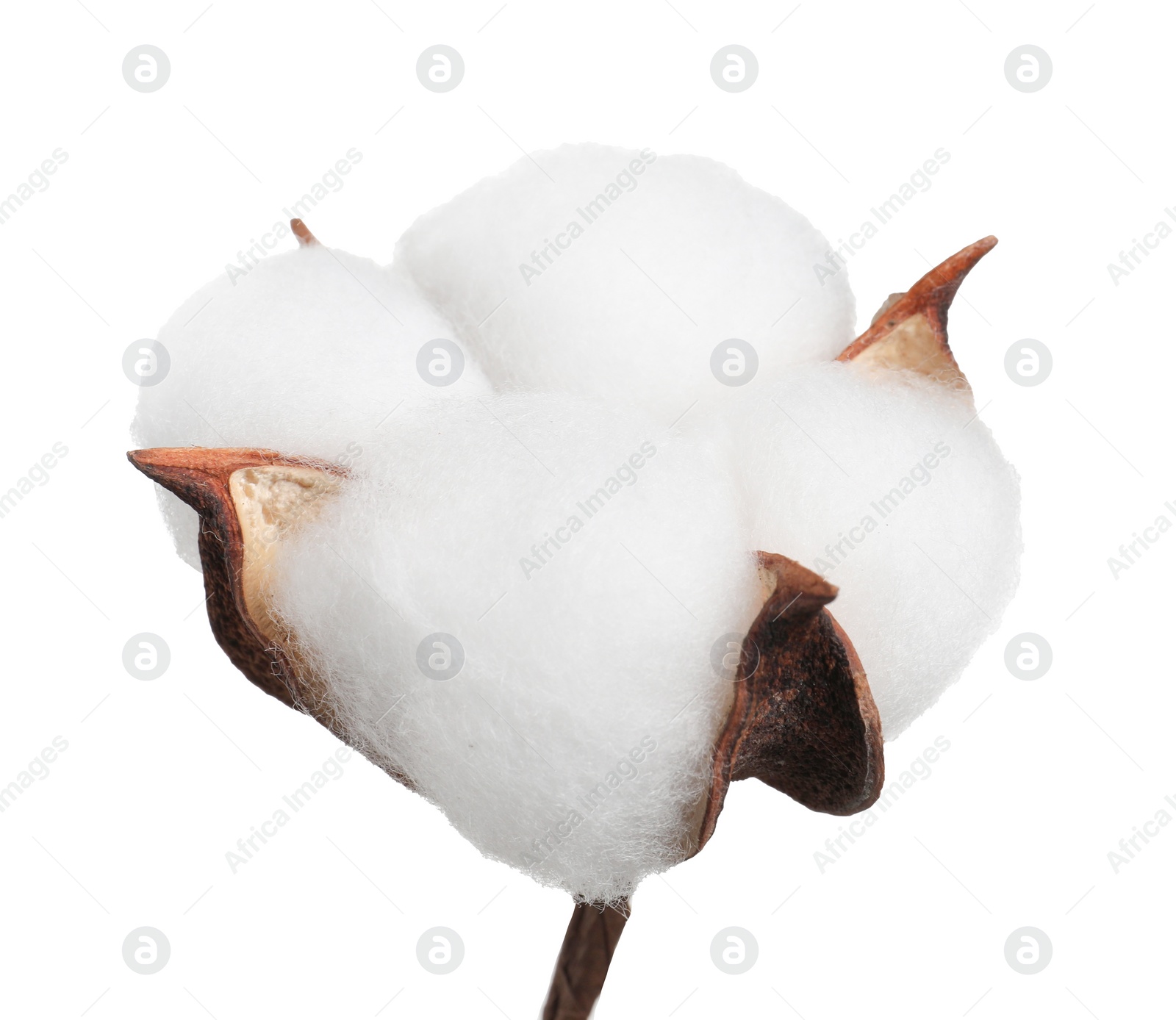 Photo of Beautiful fluffy cotton flower isolated on white