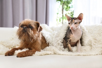 Adorable dog and cat together under blanket on sofa at home. Friends forever