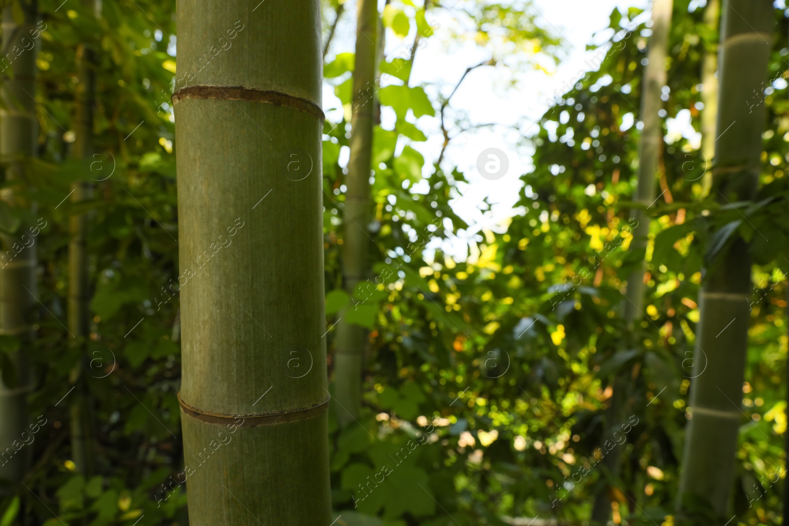 Photo of Beautiful green bamboo plants growing in forest, closeup
