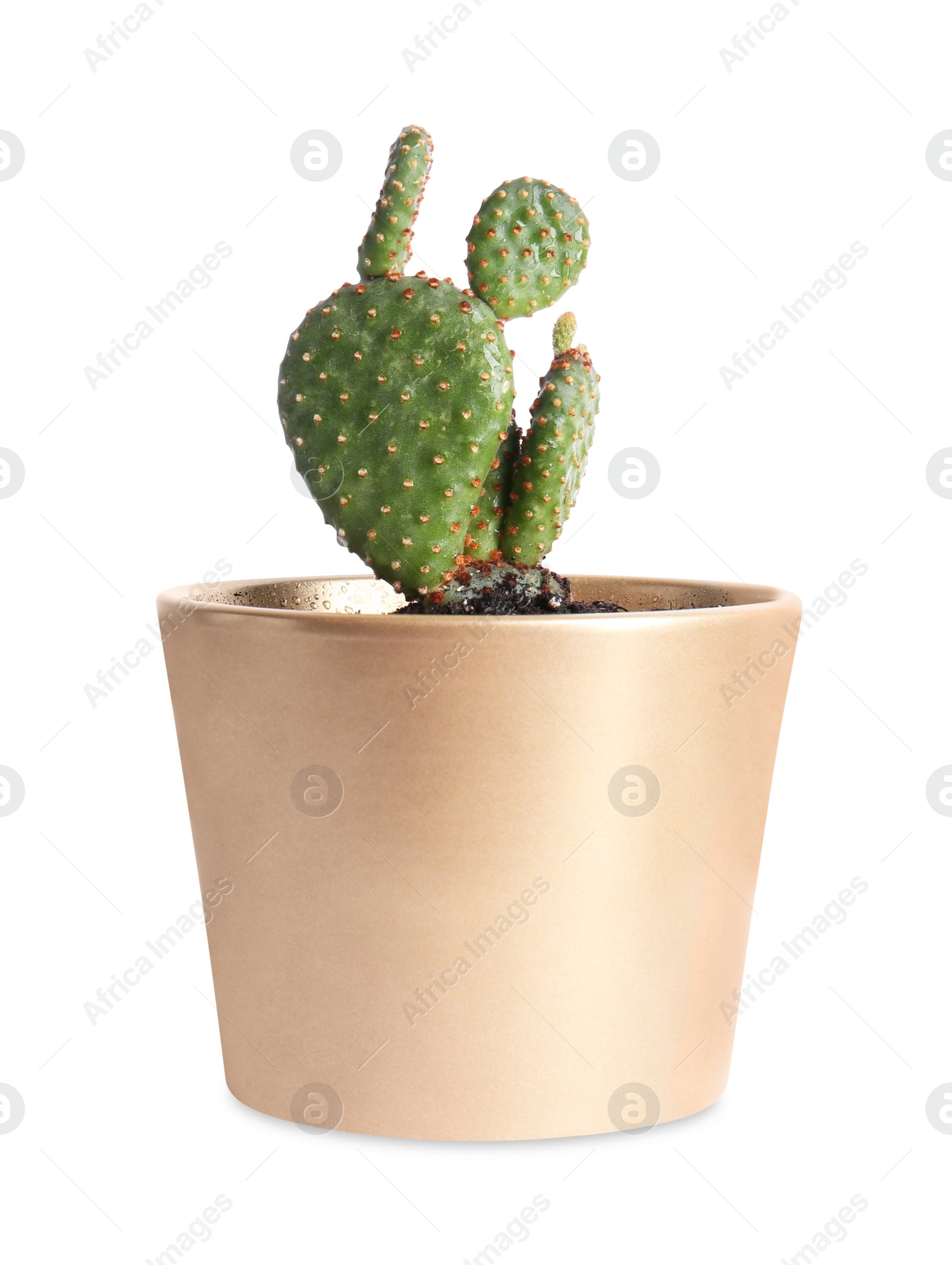 Photo of Beautiful green exotic cactus in pot isolated on white