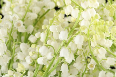 Photo of Beautiful lily of the valley flowers as background, closeup