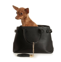 Photo of Cute toy terrier in female handbag isolated on white. Domestic dog