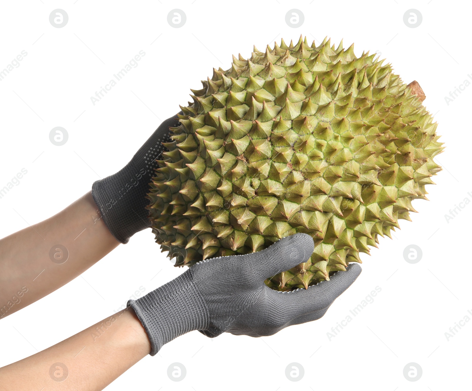 Photo of Woman in gloves holding fresh ripe durian on white background, closeup