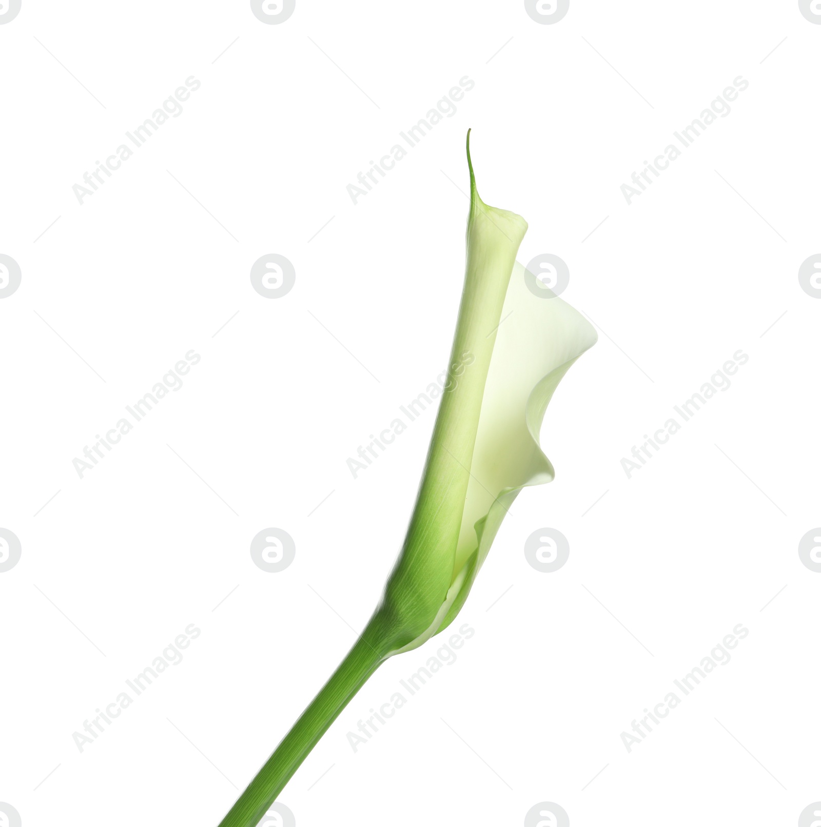 Photo of Beautiful calla lily flower on white background