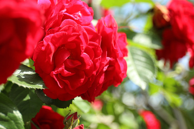 Closeup view of blooming rose bush with fresh young green leaves outdoors on spring day