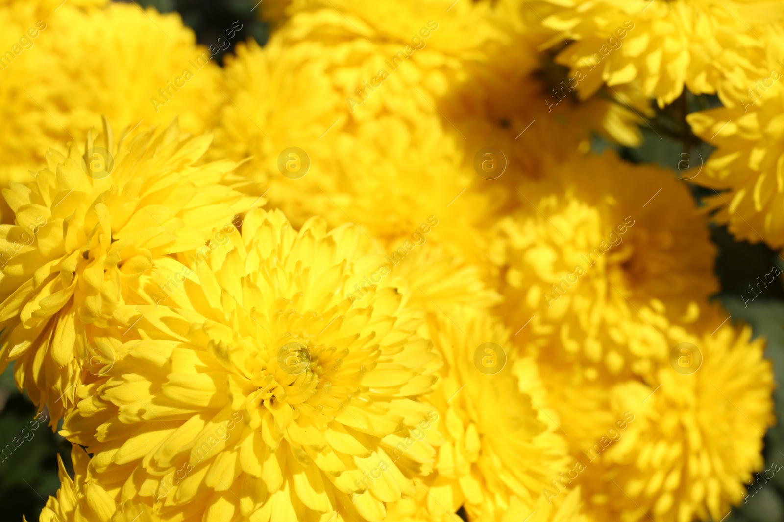 Photo of Beautiful yellow chrysanthemum flowers growing outdoors, closeup