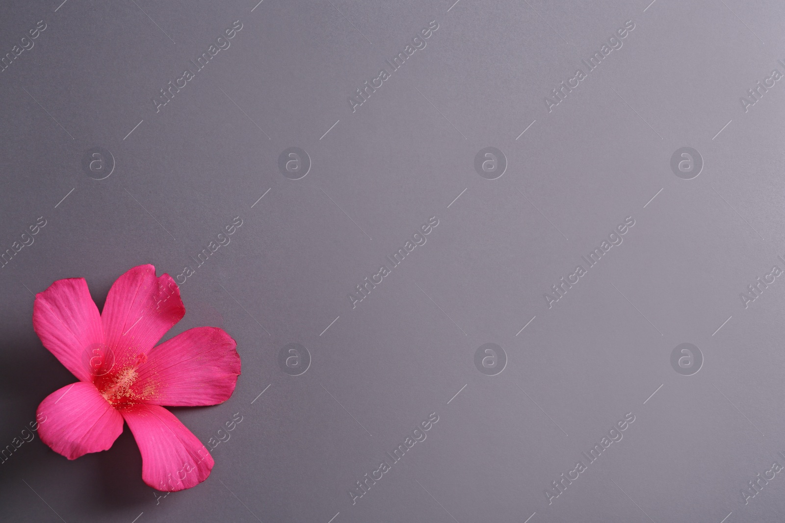 Photo of Beautiful tropical Hibiscus flower on color background with space for design, top view