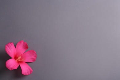 Photo of Beautiful tropical Hibiscus flower on color background with space for design, top view