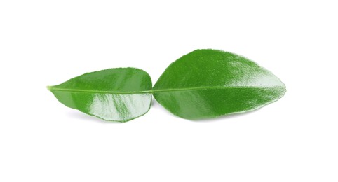 Photo of Green leaves of bergamot fruit on white background