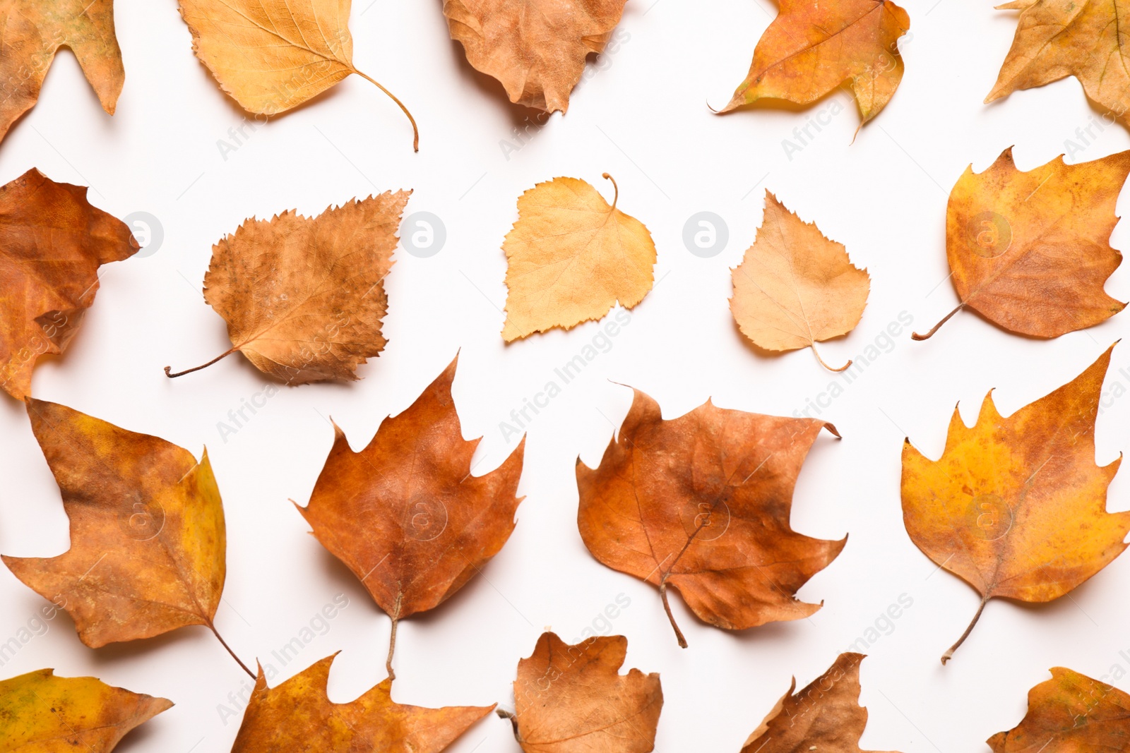 Photo of Flat lay composition with autumn leaves on white background