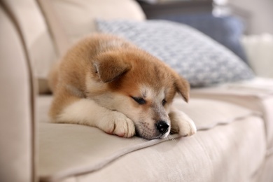 Photo of Adorable Akita Inu puppy on beige sofa