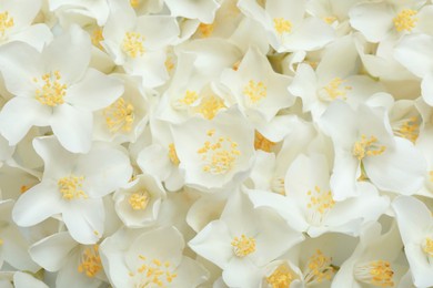Closeup of beautiful white jasmine flowers, top view