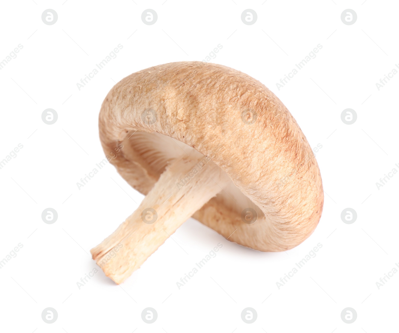 Photo of Fresh wild mushroom on white background. Edible fungi