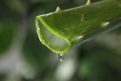 Photo of Aloe vera gel dripping from leaf against blurred background, macro view