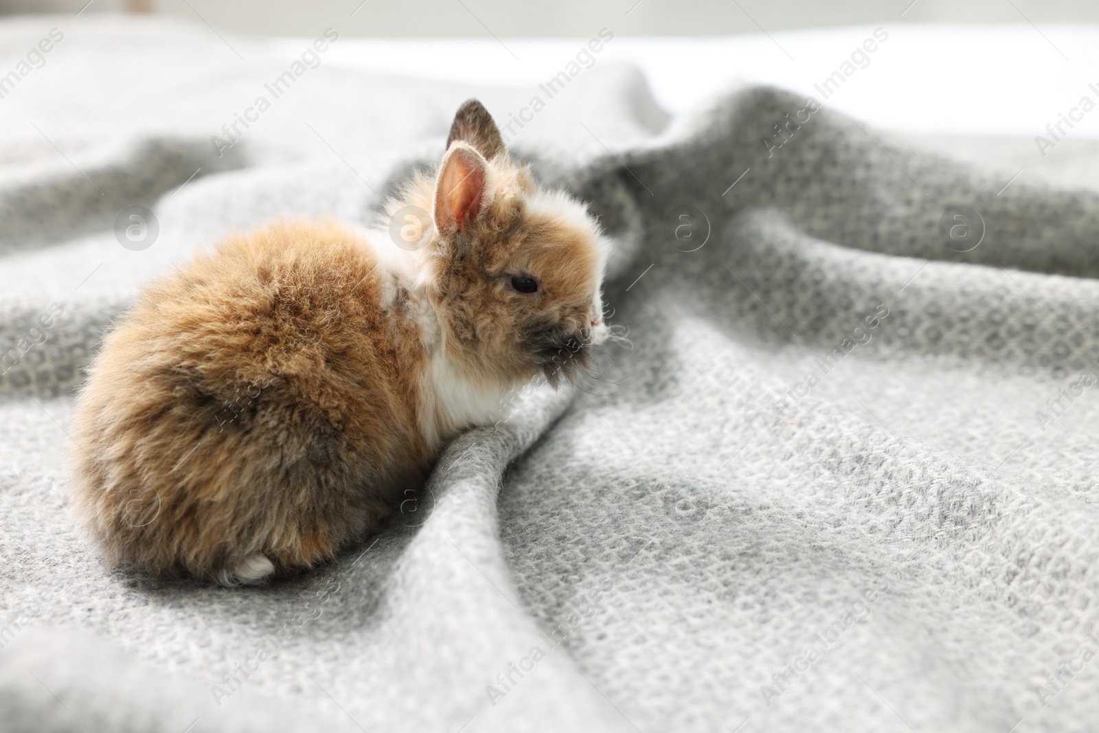 Photo of Cute fluffy pet rabbit on soft blanket. Space for text
