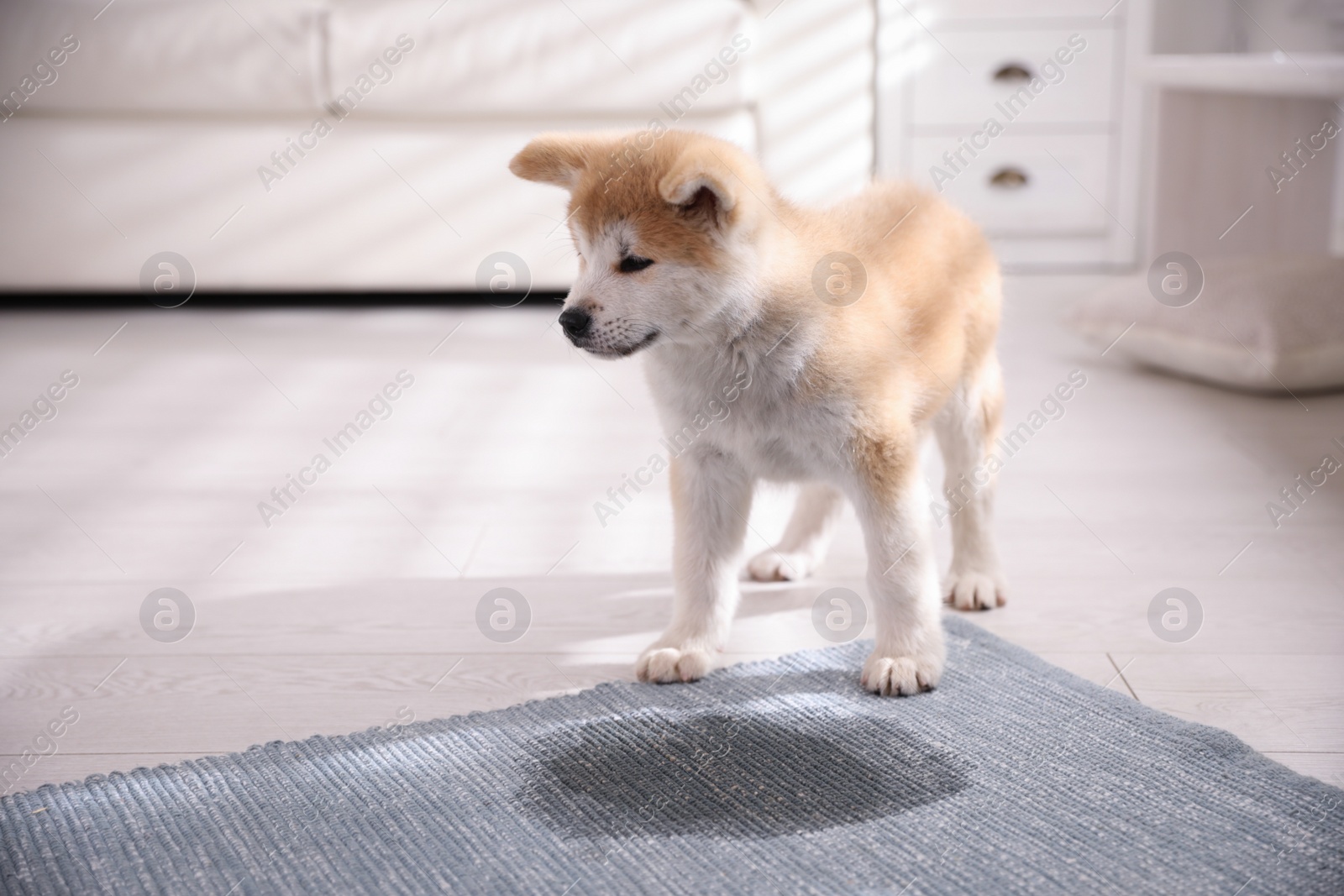 Photo of Adorable akita inu puppy near puddle on rug at home