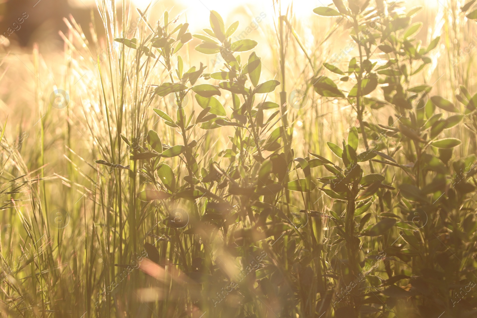 Photo of Lush grass and wild flowers in spring meadow